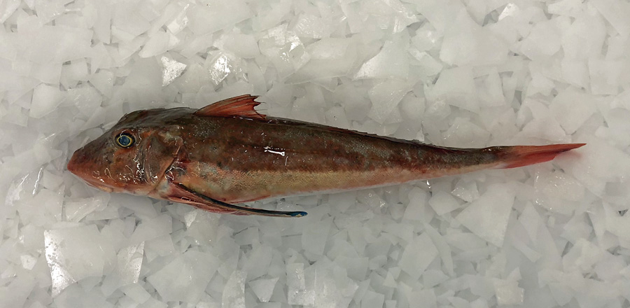 Red gurnard