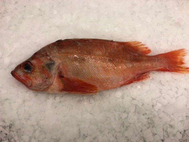 Red fish