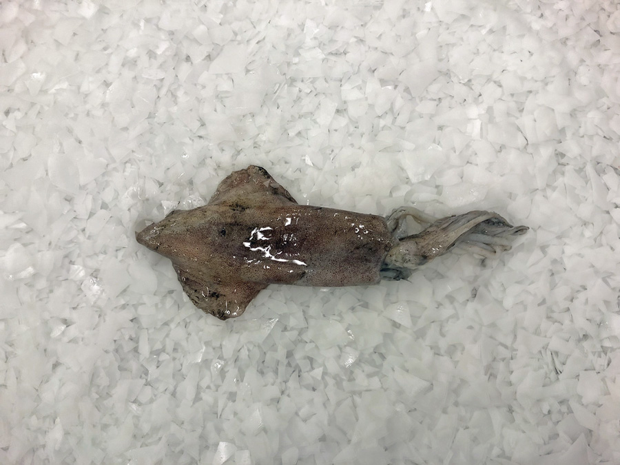 Common squid