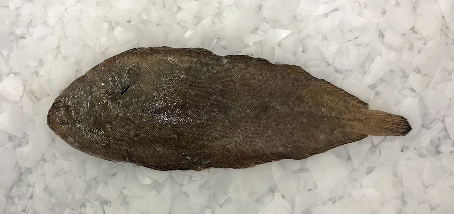 Dover sole