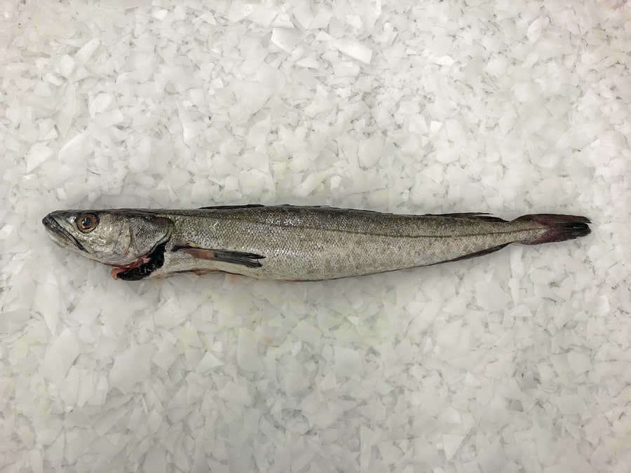 Hake