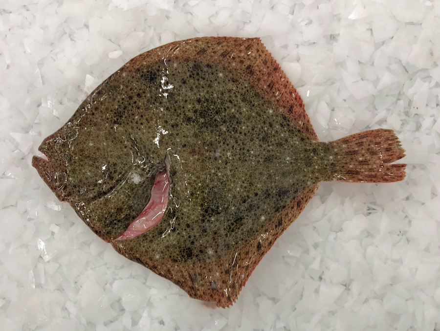 Turbot