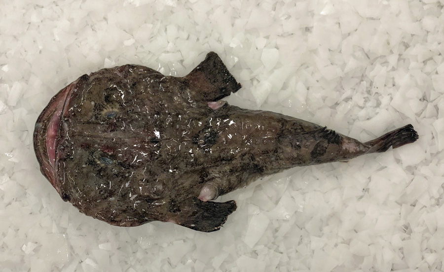 Monkfish