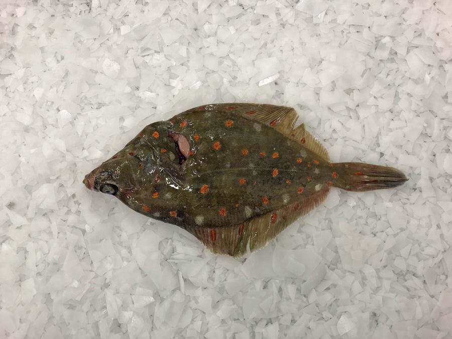 Plaice
