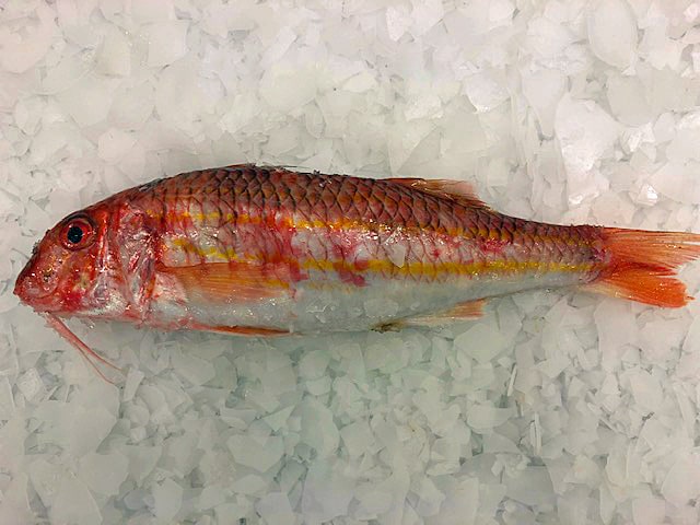 Red mullet