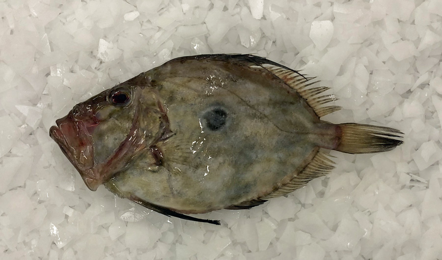 John Dory