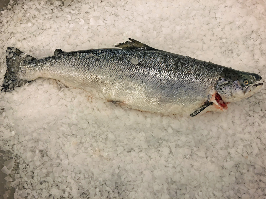 Zalm